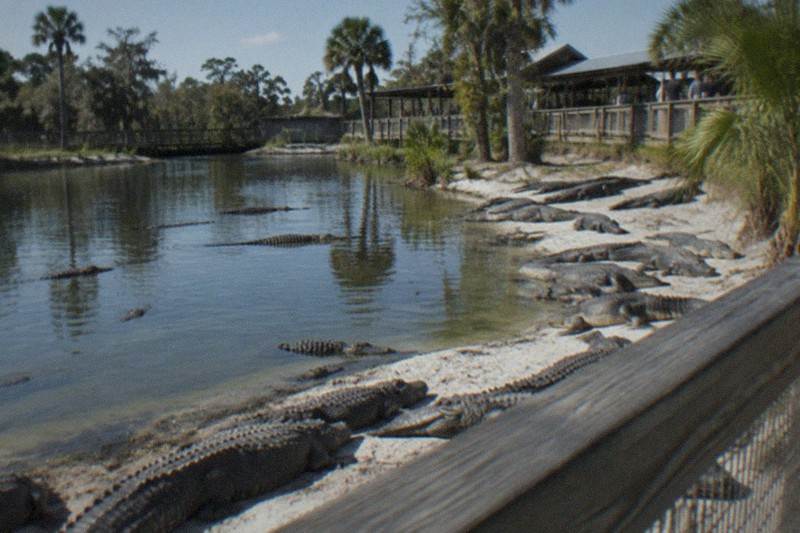Gatorland Entry, Hotel Pickup